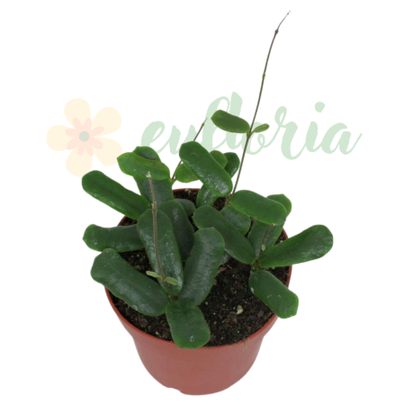 Plante speciale - Hoya rotundiflora — specie rară tailandeză cu frunze mici groase aproape pătrate și umbele de flori stelate albe parfumate, plantă agățătoare de colecție
