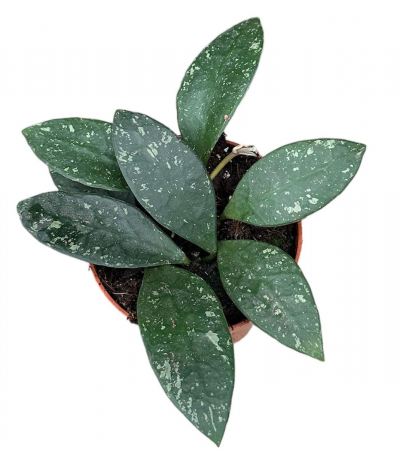 Hoya rundumensis 'Splash' [1]