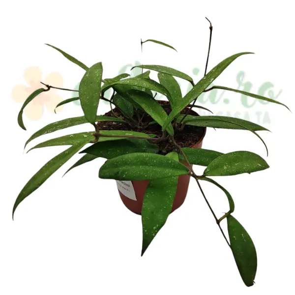 Hoya scortechinii D12 (UT001 sp. Pink fl.) [1]