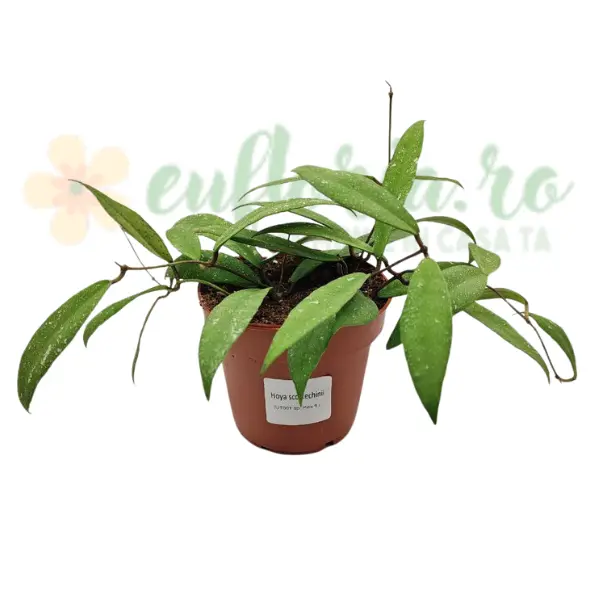 Plante speciale - Hoya scortechinii D12 (UT001 sp. Pink fl.)