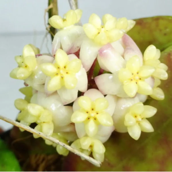 Hoya scortechinii «White» — Stele albe pure și înflorire constantă [1]