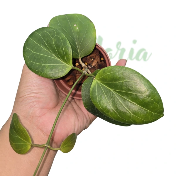 Hoya - Hoya sp. PNG SV‑432