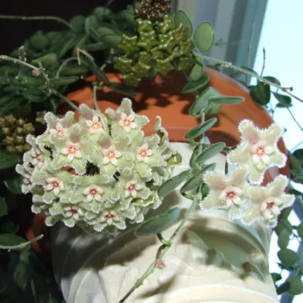 Hoya serpens — Hoya miniaturală cu frunze rotunde din Himalaya [1]
