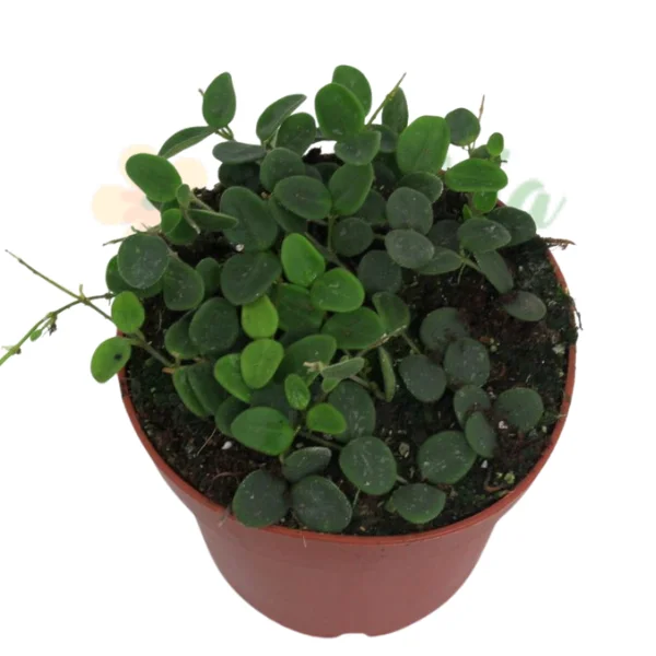 Hoya - Hoya serpens — Hoya miniaturală cu frunze rotunde din Himalaya