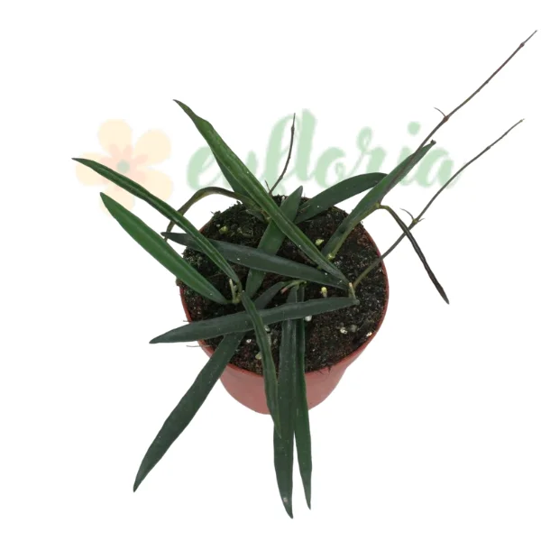 Hoya - Hoya shepherdii — Plantă cu înflorire abundentă și frunze căzătoare asemănătoare păstăilor