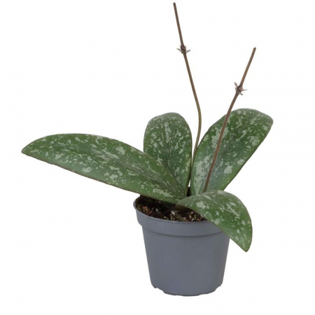 Hoya - Hoya Sigillatis în ghiveci - frunze cu splash argintiu, plantă curgătoare