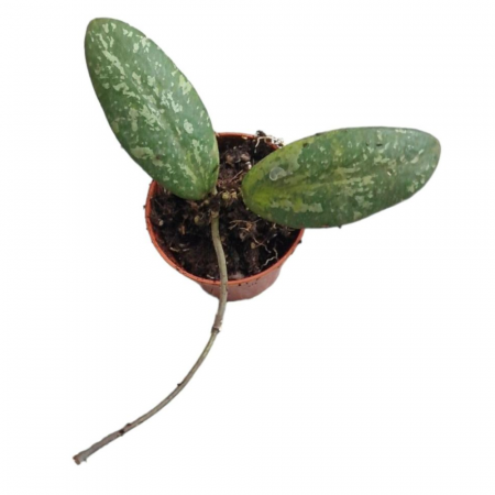 Hoya - Hoya sigillatis 'Round Form'
