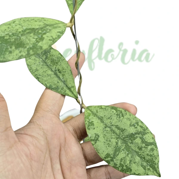 Plante speciale - Hoya aff. Lambii (SLM04) Silver