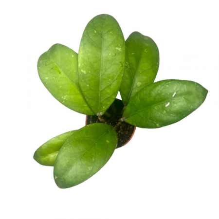 Hoya sp. Aceh [1]