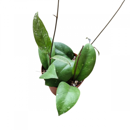 Plante speciale - Hoya sp. Aceh