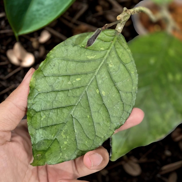 Hoya - Hoya sp. Aceh Rhino