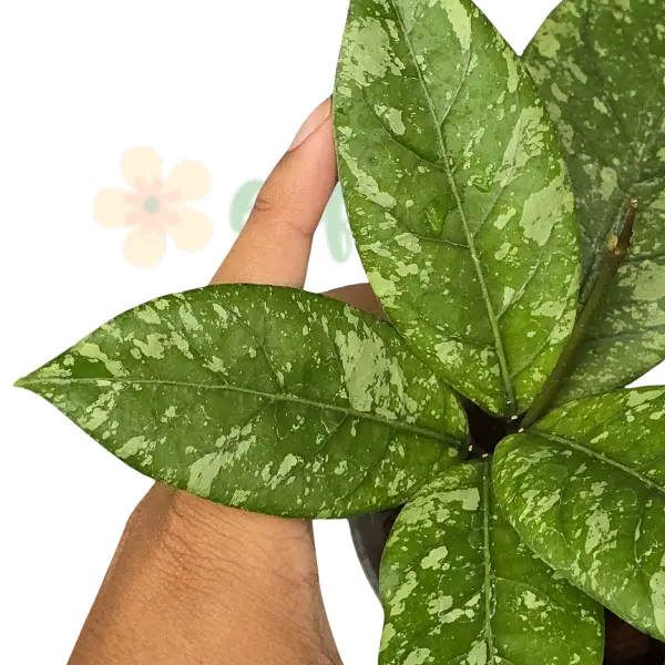 Hoya - Hoya sp. Aceh Rhino