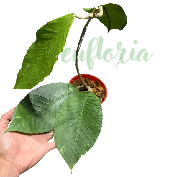 Hoya sp. Aceh 'Jungle Queen'