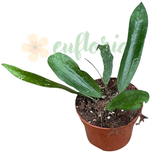 Hoya sp Bengkulu 'Rindu Raflesia' [0]