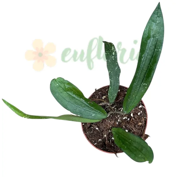 Hoya sp Bengkulu 'Rindu Raflesia' [1]