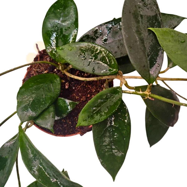 Hoya sp. Flores Island UT038 [2]