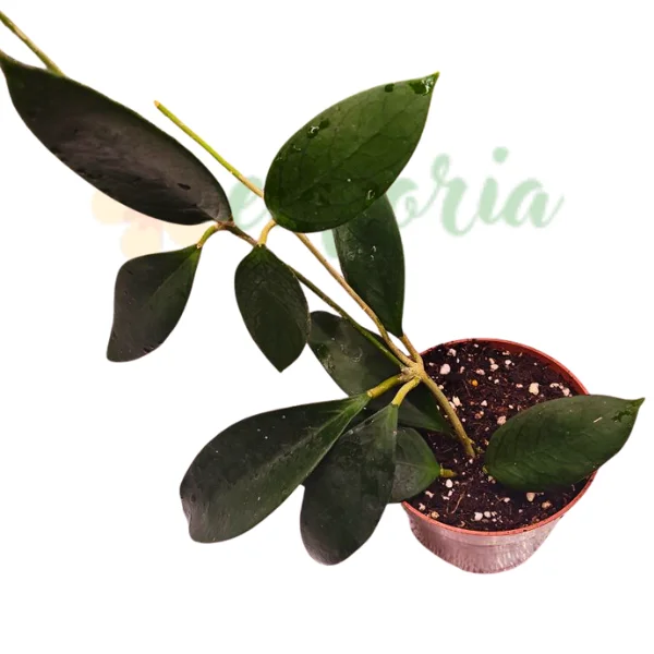 Hoya sp. Flores Island UT038 [1]