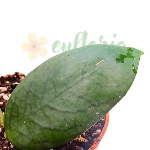 Hoya sp. Flores Island UT038 [2]