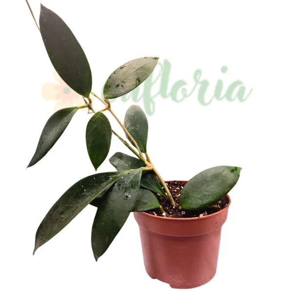 Hoya - Hoya sp. Flores Island UT038