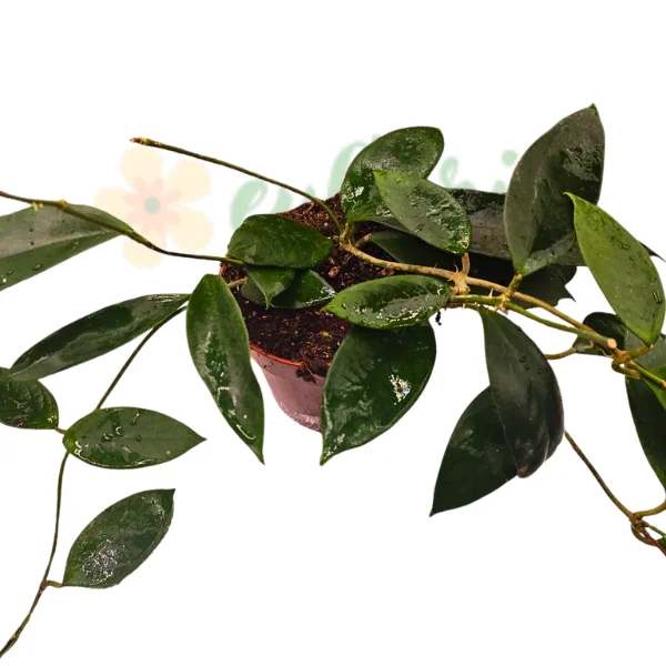 Hoya sp. Flores Island UT038 [1]