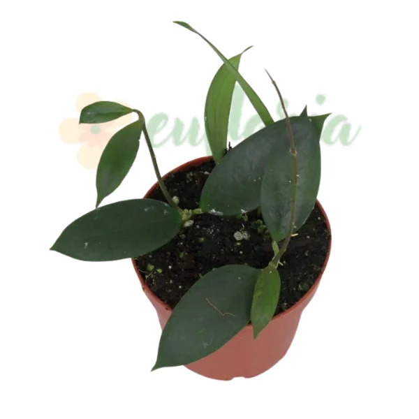 Hoya - Hoya sp. Flores Island UT038