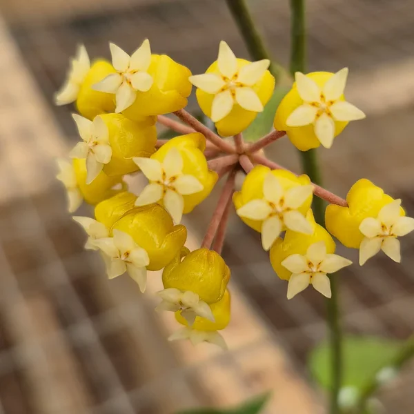 Hoya sp. Flores Island UT038 [2]