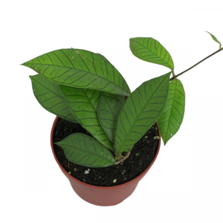 Hoya - Hoya Gunung Gading în ghiveci – frunze verzi lucioase, plante rare