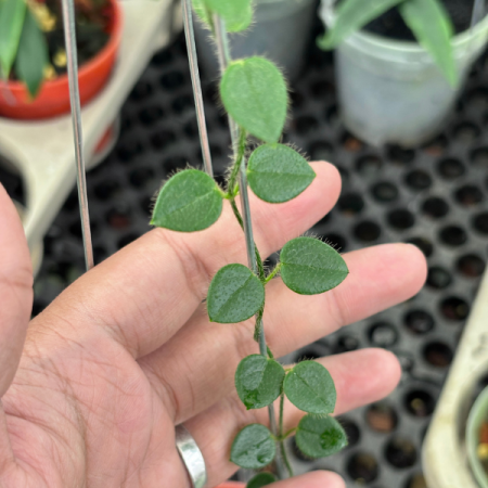 Hoya sp. IM-08 Papua Island - specie rară de colecție [1]