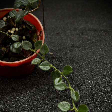 Hoya sp. IM-08 Papua Island - specie rară de colecție [0]