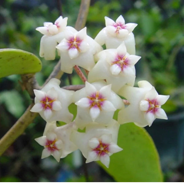Hoya sp. Loei — specie thailandeză rară cu splash argintiu [1]