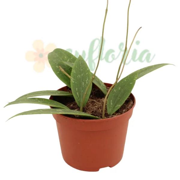 Hoya - Hoya sp. Loei — specie thailandeză rară cu splash argintiu