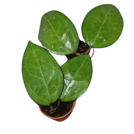 Hoya Malang în ghiveci – frunze ovale verzi închise. [1]