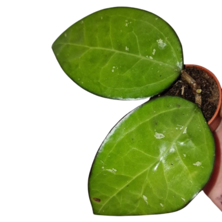 Hoya Malang în ghiveci – frunze ovale verzi închise.
