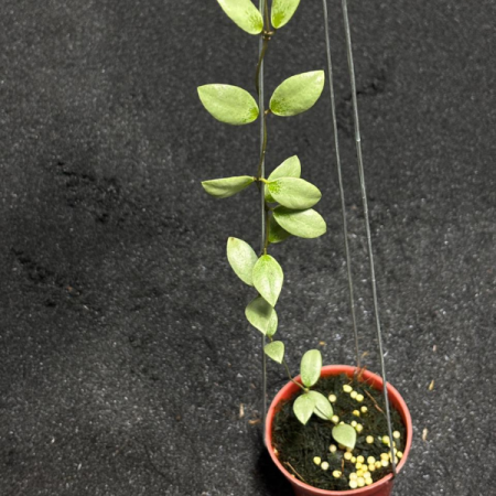 Precomandă - Hoya sp. Mini Coin Kalimantan Silver - plantă rară cu frunze mici argintii