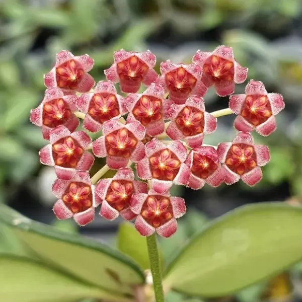 Hoya tsangii 'Albomarginata' [1]