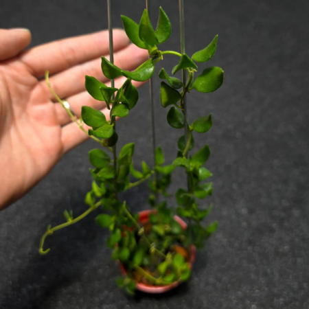 Precomandă - Hoya sp. Mini Mamasa - plantă miniatură rară din Sulawesi