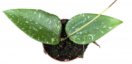 Hoya - Hoya Padang Sidempuan în ghiveci – frunze verzi groase.