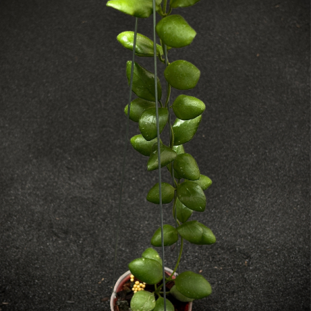 Precomandă - Hoya sp. Pagar Alam - plantă rară din Sumatra de Sud
