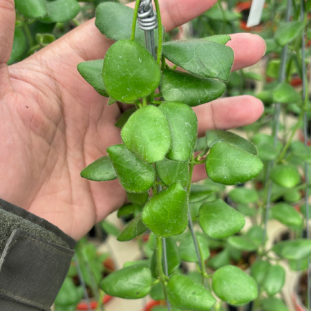 Hoya sp. Pagar Alam - plantă rară din Sumatra de Sud [1]