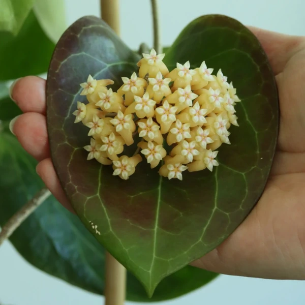 Hoya sp. PNG SV‑432 [1]