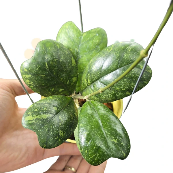 Hoya - Hoya deykeae ‘Splash’