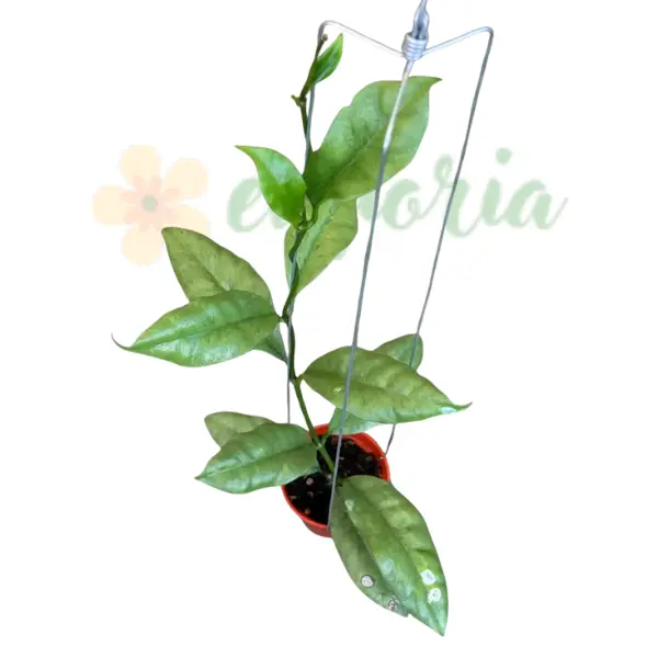 Preorder - Hoya Griffithi Silver