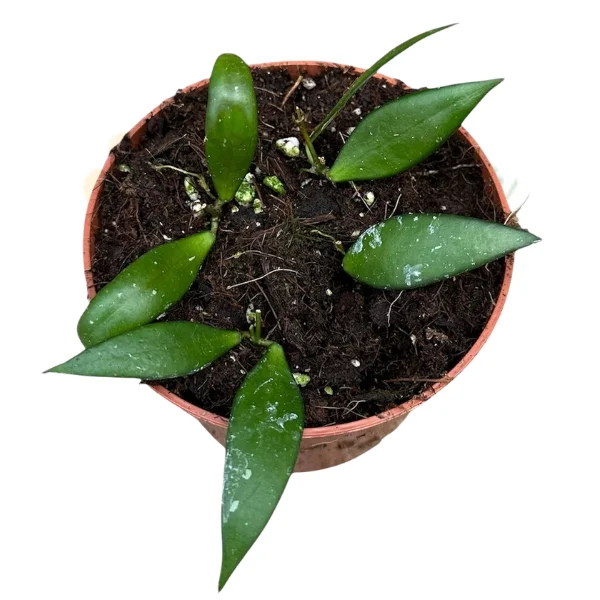 Hoya - Hoya sp. Sumatra D12