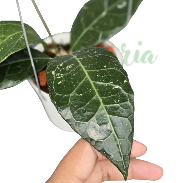 Hoya - Hoya verticillata 'Tanggamus'