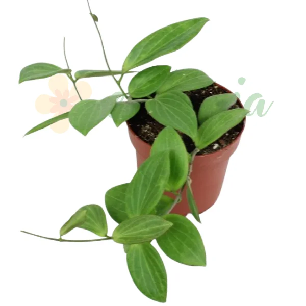 Hoya sp UT208 - specie nedescrisă de Hoya cu frunze ceroase decorative [0]