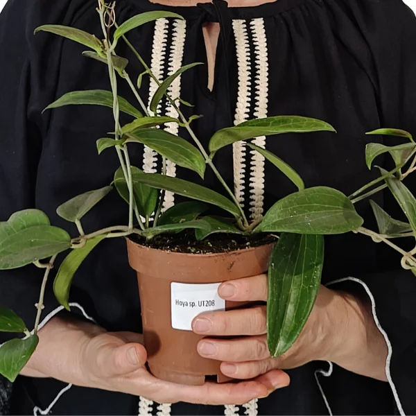 Hoya sp UT208 - specie nedescrisă de Hoya cu frunze ceroase decorative [1]