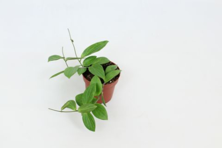 Plante speciale - Hoya sp. UT208 D12cm - Plantă rară de colecție din Thailanda