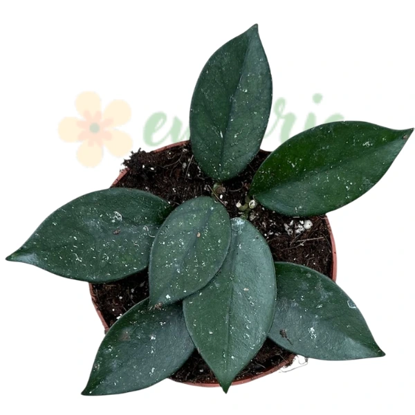 Hoya «Vietnam» – Hoya vietnameză sălbatică cu frunze argintii [1]