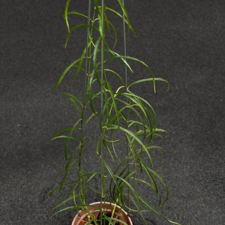 Precomandă - Hoya stenophylla - plantă rară cu frunze înguste din Borneo