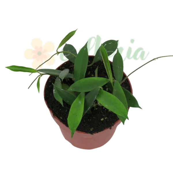 Hoya - Hoya stoneana